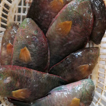 彩眉鲷鱼刺身鱼深海鱼钓口鱼海钓鱼日料食材