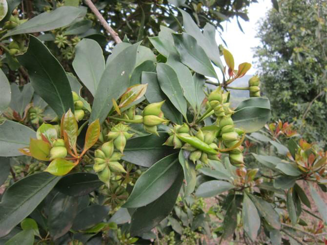 一张清晰展示八角实物的图片,果实呈星形,颜色为红棕色 八角实物图