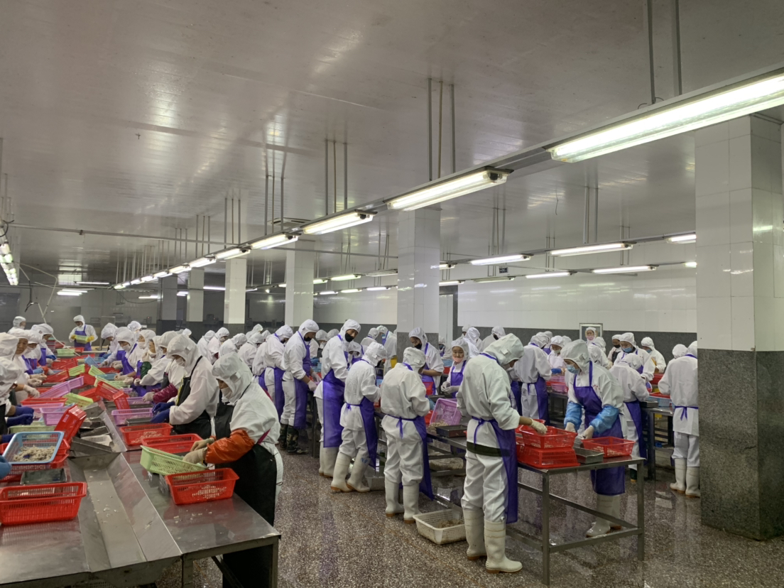 对虾工厂化养殖桶运行现场