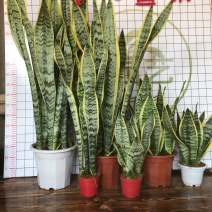 [橱]虎皮兰多肉植物绿植盆栽基地一手批发