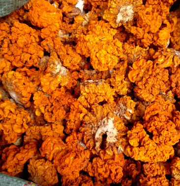 21年批发云南黄金耳 黄耳大中小号 黄金木耳