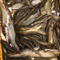 鄱阳湖野生鲶鱼