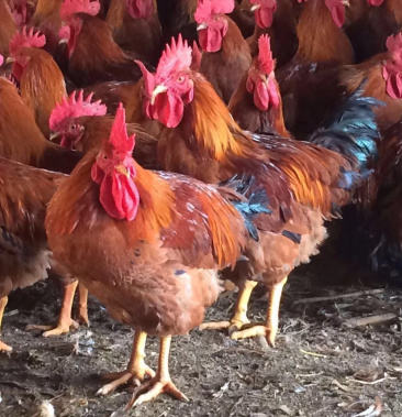 [鸡苗批发]温氏天露麻五鸡苗价格4.00元/个 - 一亩田