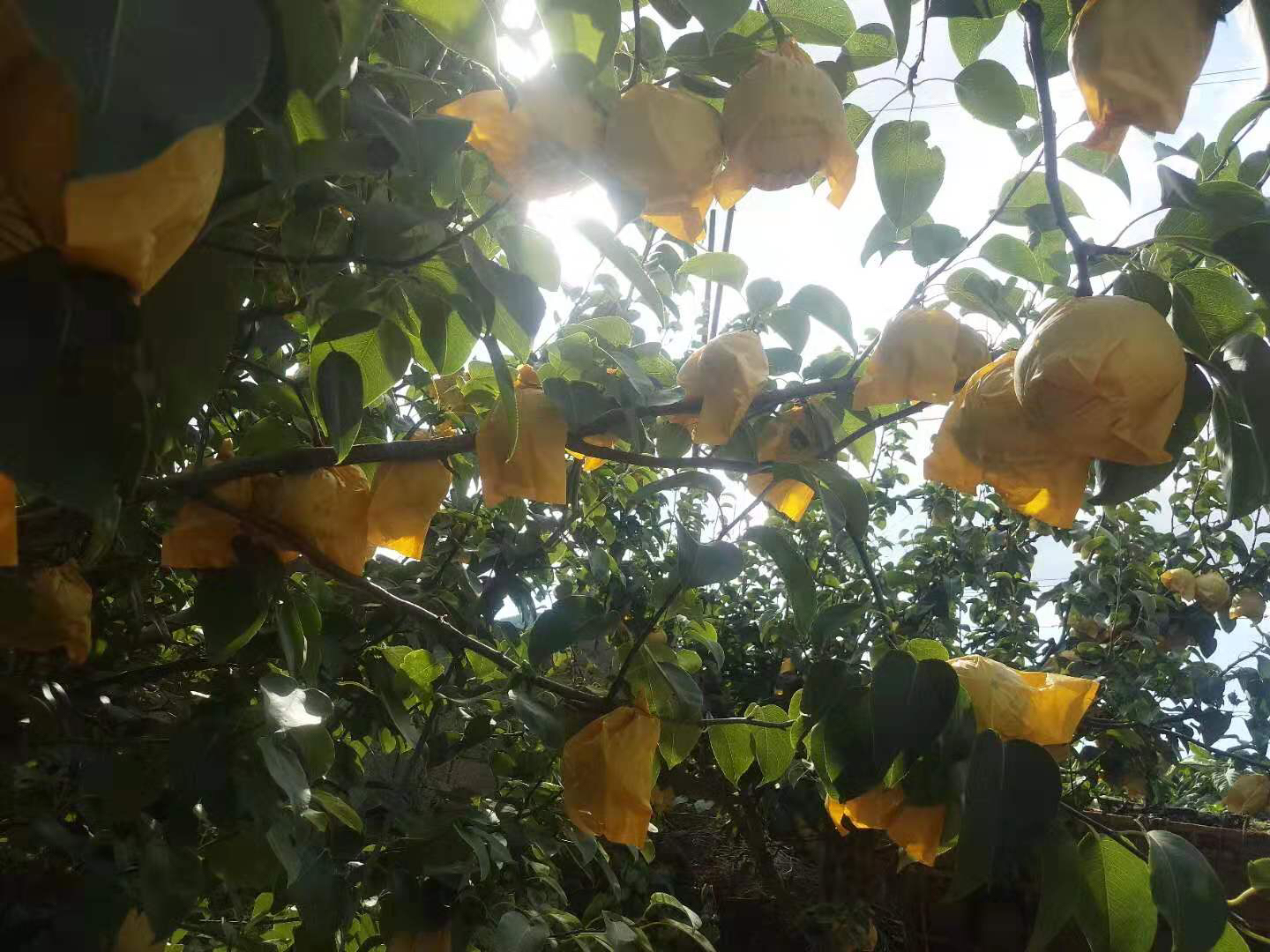 梨树果实套袋管理场景图:整齐排列的梨树行间,工人正在为幼果套上棕色双层纸质果袋;镜头聚焦在一串未完全套袋的果实上,显示套袋前后对比;背景为清晨果园,露珠挂在叶片上,阳光柔和,体现精细化管理场景 梨树果实套袋试验田