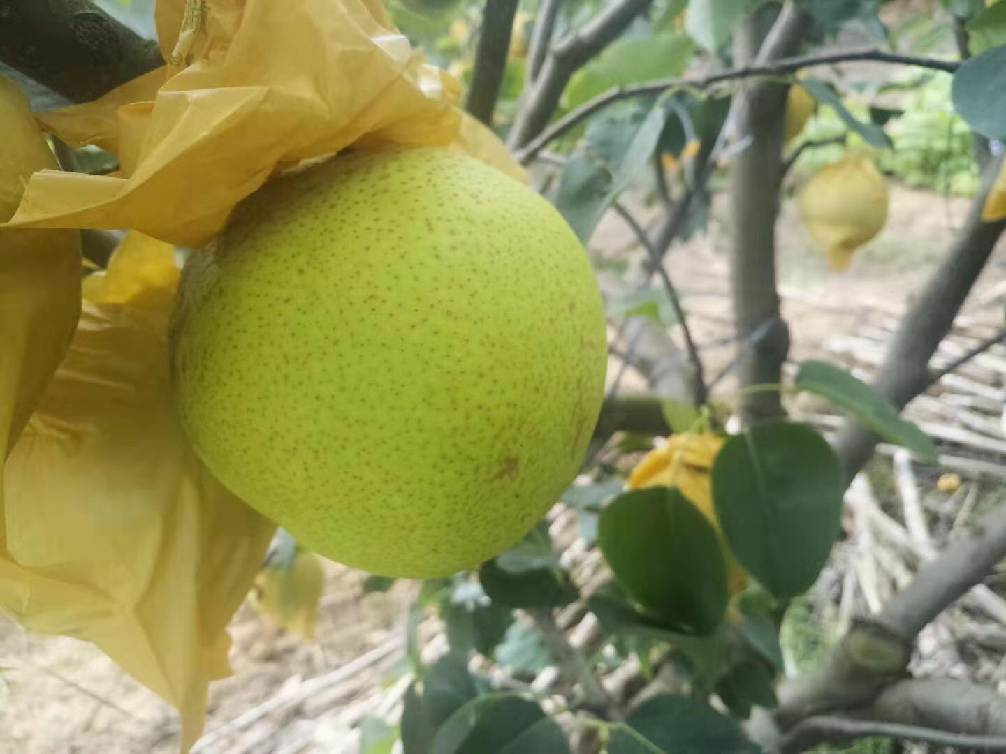 果园中的雪花梨树