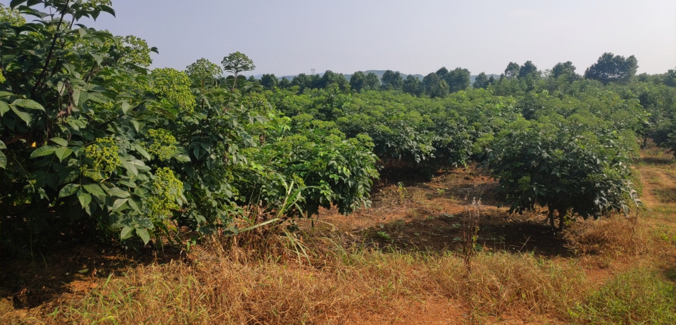 侧柏人工种植基地航拍