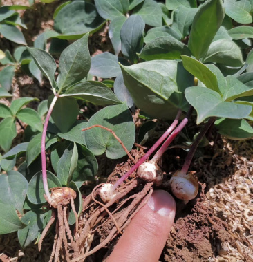 云南滇重楼三年小苗,规格最小保证烟头到中拇指左右