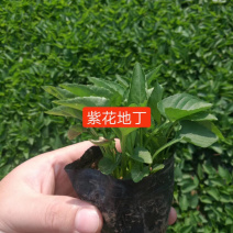 紫花地丁基地直供质优价廉欢迎实地考察