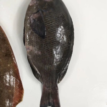 黑毛钓口黑毛钓鱼深海鱼海钓鱼刺身日料食材