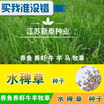 虾草种子小米草籽种子养小龙虾鱼螃蟹泥鳅黄鳝水稗草种子