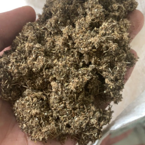 艾草种子食用药用野生草艾绒香驱蚊四季种青蒿艾蒿艾