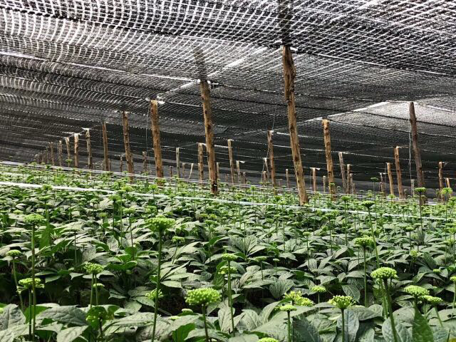 实验室实景图:药师正在执行三七头数合规性检测,左侧托盘盛放待测40头样品,右侧屏幕显示LIMS系统录入界面,背景可见文山三七GAP种植基地认证证书及CNAS认可标识,突出标准化与可追溯性 三七头数检测操作示意图:专业药师佩戴无菌手套,使用万分之一精度电子天平称量三七样本,桌面摆放分样盘、游标卡尺、GB/T 19086-2008标准对照手册及带防伪码的检验报告单