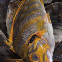 三刀王鲷鱼深海鱼刺身日料食材大量供应