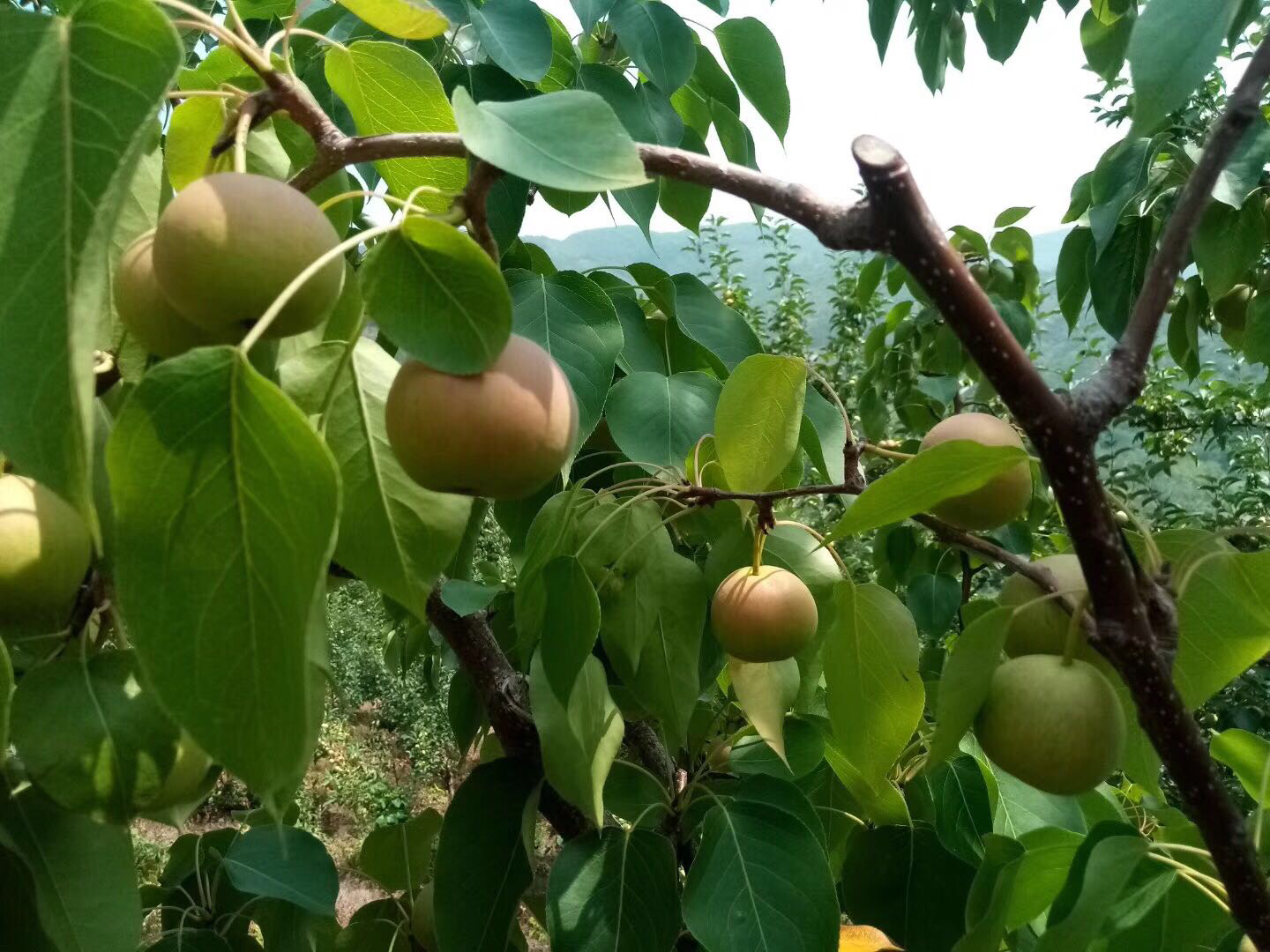 南果梨果园实景图