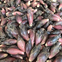 新鲜鲜嫩的阳荷上市了