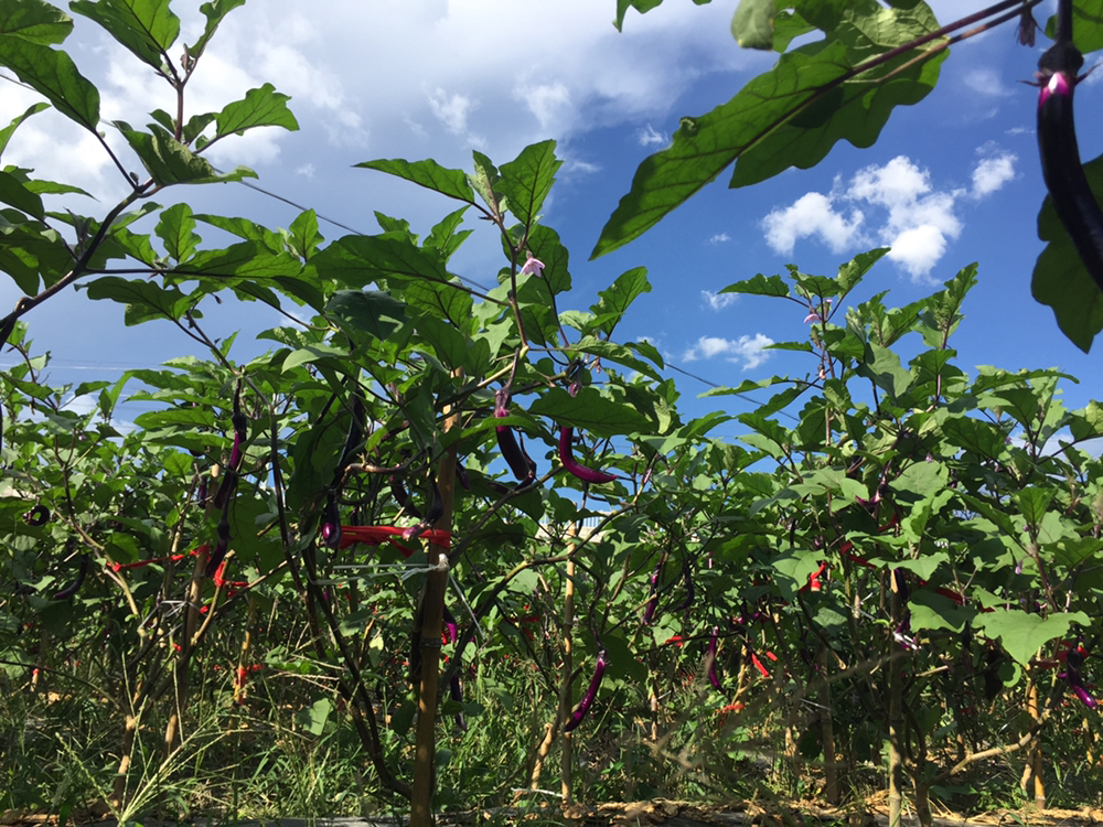 一片绿意盎然的线茄种植基地,成排的线茄植株整齐排列,枝叶繁茂,紫色细长的果实垂挂于茎秆之间,部分果实已成熟呈现深紫光泽,农民正在田间进行日常管理,背景为阳光照射下的大棚结构 线茄田间生长实景