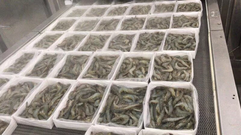 南美白对虾加工流水线场景