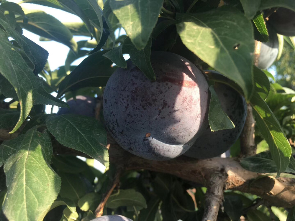 黑宝石李子成熟果实特写