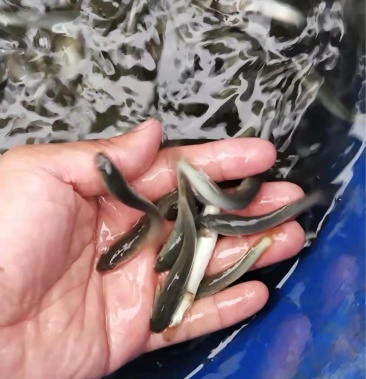 四川本地原生态白乌鱼白化黑鱼鱼苗雷龙鱼财鱼淡水活体