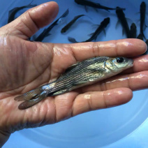 岩鲤岩原鲤黑鲤鱼墨鲤水子鬼头鱼原生鱼高档食用淡水活体鱼苗