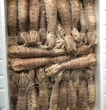 活煮熟冻皮皮虾条条满肉虾