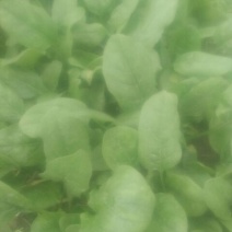 菠菜10~15厘米