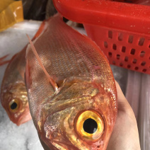 红皮刀加吉鱼钓口深海刺身鱼食材日式料理