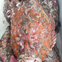 石头鱼鲷鱼深海鱼野生钓口鱼日料食材