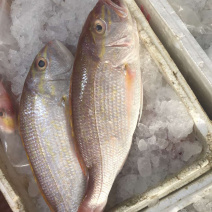 花滨鲷金线滨鲷鲷鱼深海鱼钓口野生日料食材