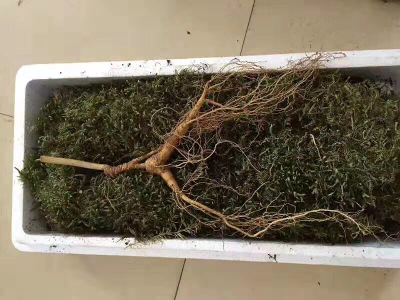 林下参植株特写
