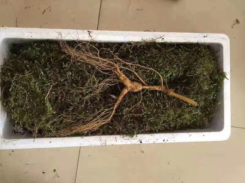 一位家庭主妇在厨房水槽边小心拆开包裹着鲜人参的湿润苔藓,正在用软毛刷清洗人参表面,旁边摆放着干净的砧板和刀具 家庭用户拆开苔藓包裹的鲜人参进行清洗