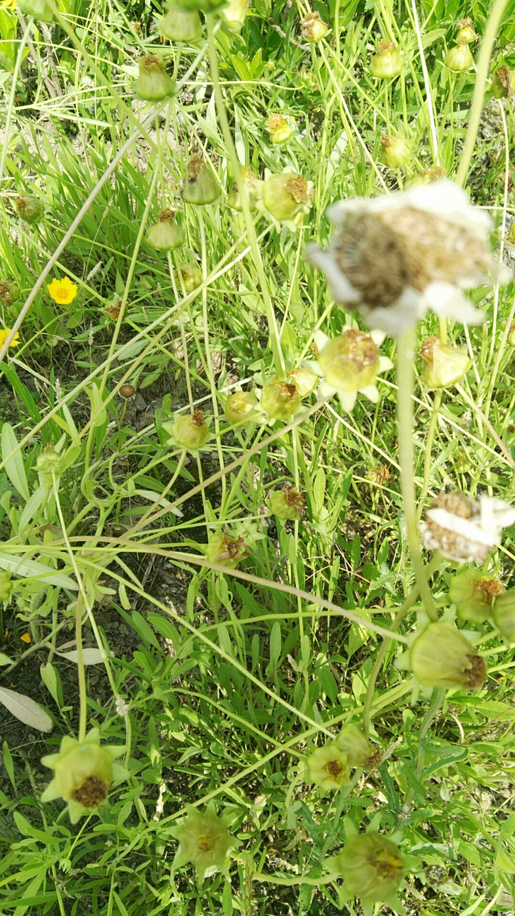 金雞菊金雞菊種子產地直銷多年生植物花卉,畝用量10斤