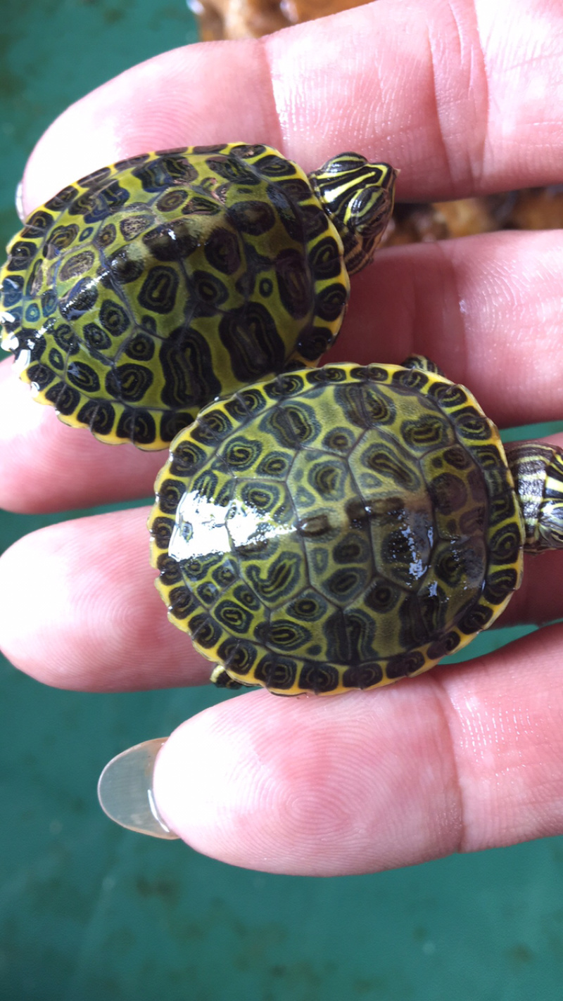 火焰龟苗,6克以上,喜欢玩精品火焰关注我