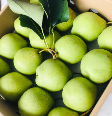 早金酥梨新鲜上市欢迎批发采购