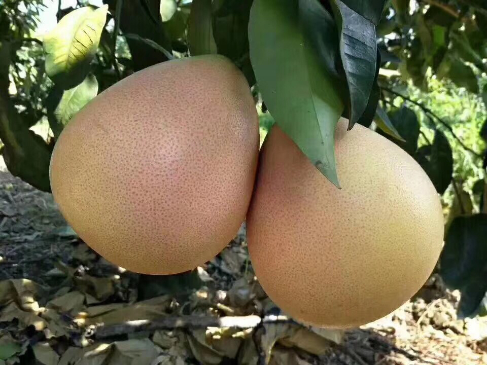 琯溪蜜柚果实成熟度对比图