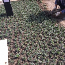 麦冬草，绿化种植，草坪苗，地被草坪，绿化树苗