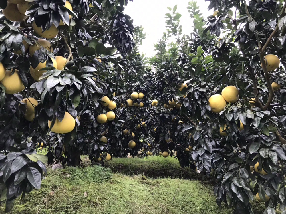 琯溪蜜柚果园航拍图