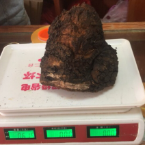 桦树茸