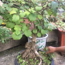 绣球花灌木苗木恩施绣球欢迎老板进店选购