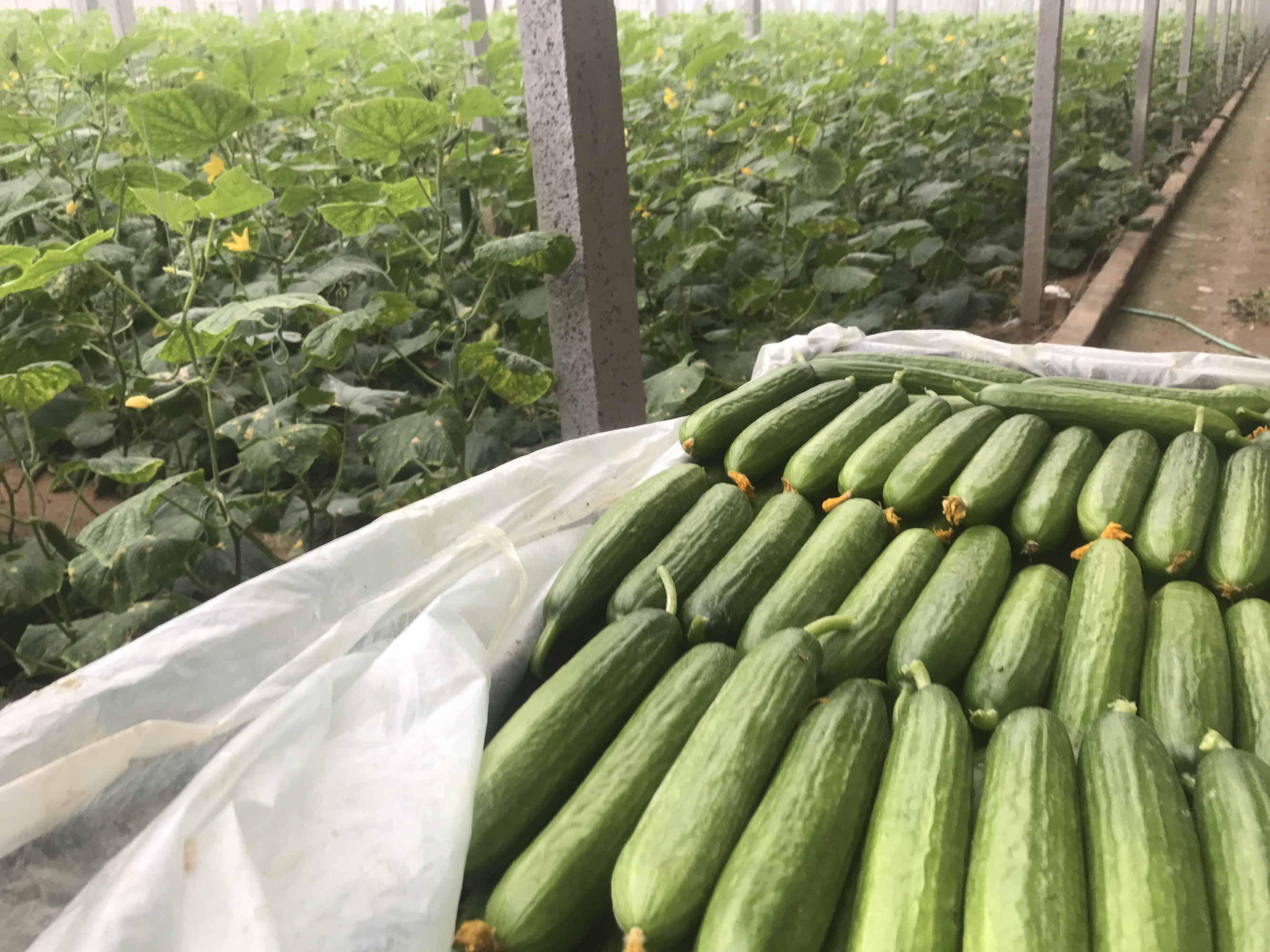 小黄瓜采收与商品性分级图