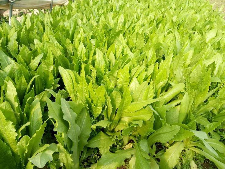 香麦菜种植基地航拍图