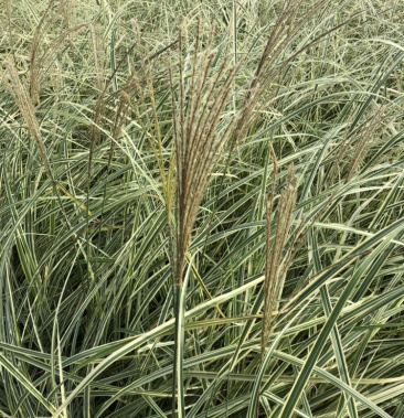 花叶芒 细叶芒斑叶芒各种规格各类品种芒草