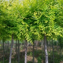金叶榆4~6cm4~6cm1.5~2m