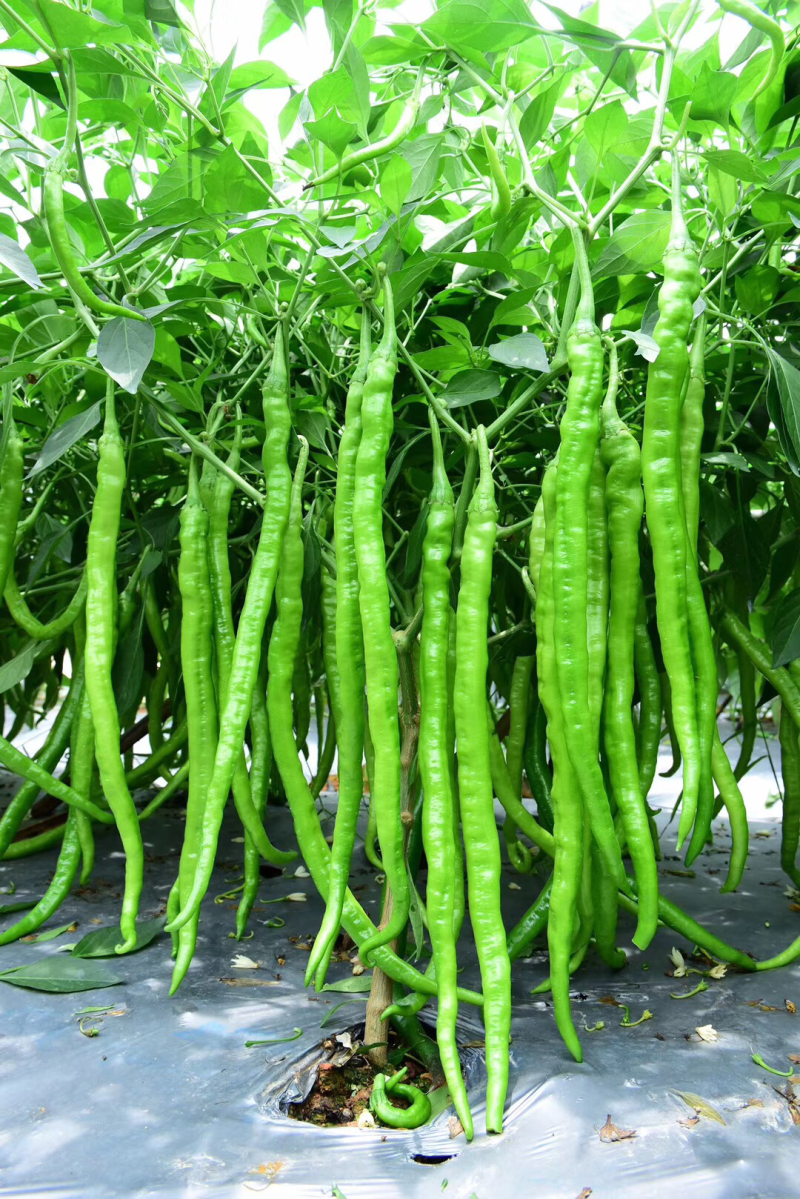 山东兰陵县精品线椒大量上市质量一级产地直发,8号椒