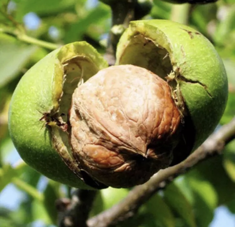 核桃成熟期示意图