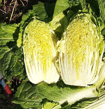 [黄心菜批发]黄心菜价格0.30元/斤 - 一亩田