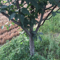 梨树