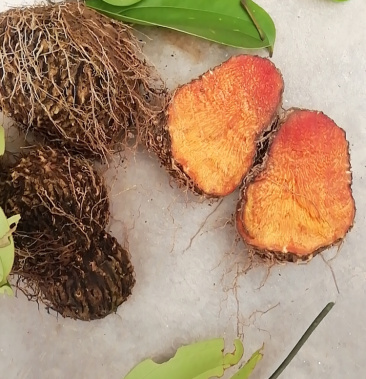 薯莨赭魁薯良鸡血莲血母