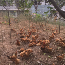 出售散养杂交鸡