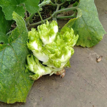 儿菜